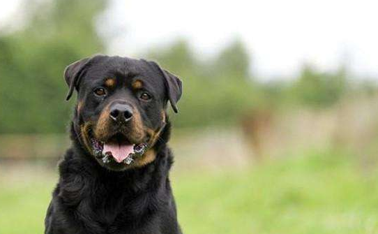 罗威纳犬和马犬哪个好？不这样差别不大又怎会知道(图2)