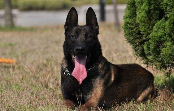 罗威纳犬和马犬哪个好？不这样差别不大又怎会知道(图3)