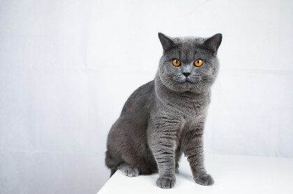 猫咪总是叫是什么东西原因(图1)