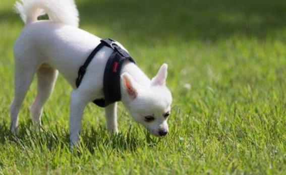 初春狗狗排尿降底怎么办啊？(图1)