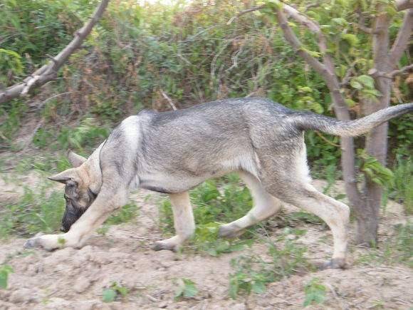 狼青犬咋训练？先听听驯狗师怎摸说(图2)