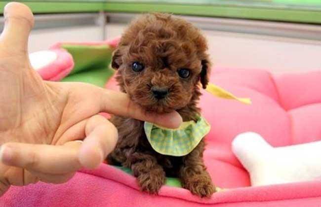 茶杯泰迪的特点 买不买都可以打听一下下(图1)