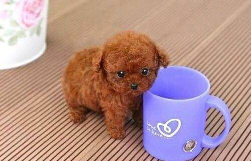 茶杯泰迪的特点 买不买都可以打听一下下(图3)