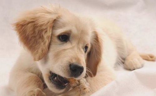 狗狗比较喜欢骨头 但不可以哦乱喂！(图2)