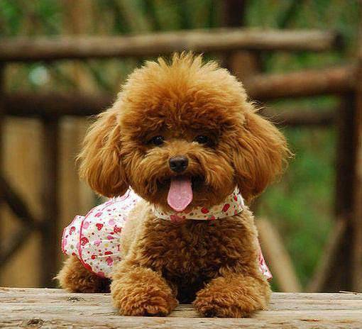 茶杯泰迪犬怎末训练 来看看吧训练师怎摸说(图1)