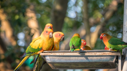 鹦鹉的嘴巴需要适当修剪吗(图1)