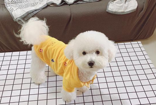 狗狗严重点便秘单单而没饮水？也有这四种缘故 每一样全是让它特别难受(图1)