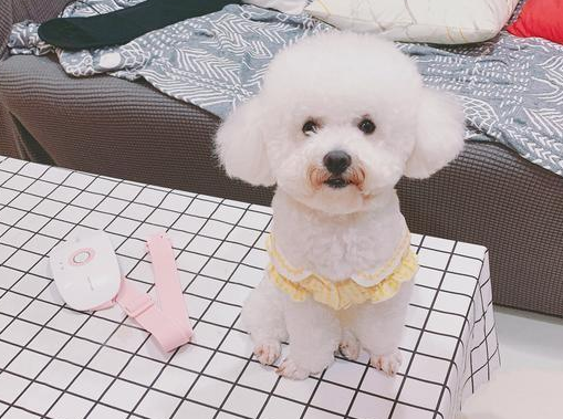 狗狗严重点便秘单单而没饮水？也有这四种缘故 每一样全是让它特别难受(图2)