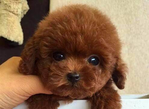 泰迪犬为什么不要剪尾巴 这是一种利大于弊的做法(图1)