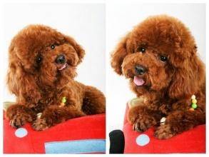 泰迪犬为什么不要剪尾巴 这是一种利大于弊的做法(图3)