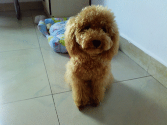 泰迪犬为什么不要剪尾巴 这是一种利大于弊的做法(图2)