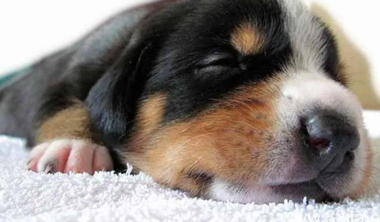 狗低血糖的缘故是什么？来看看吧(图1)