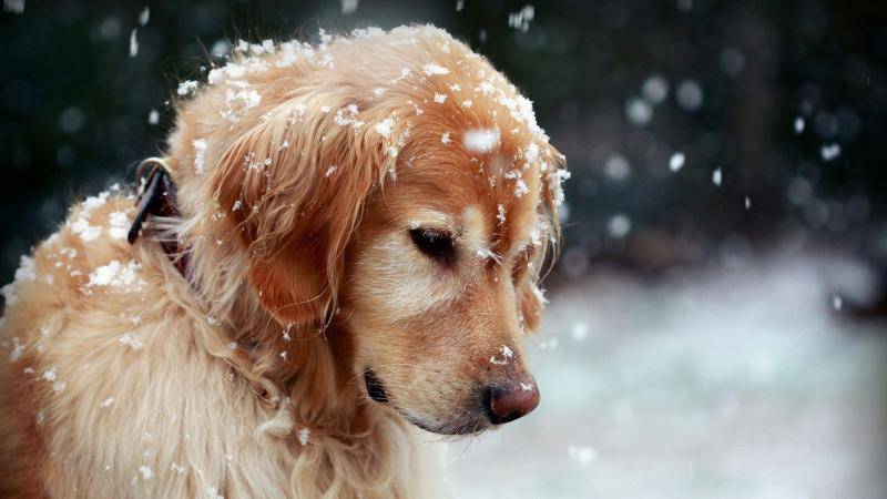 金毛犬与拉布拉多犬的区别 这区别大着呢(图1)