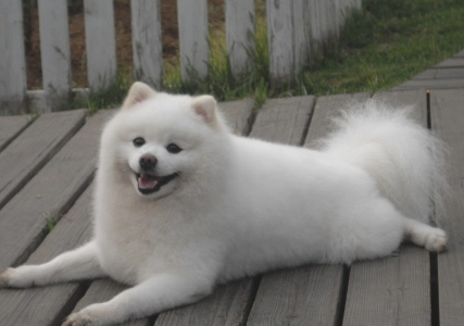 五岁狗狗感冒发烧能彻底痊愈么？(图1)