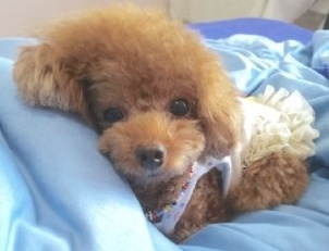 五岁狗狗感冒发烧能彻底痊愈么？(图2)