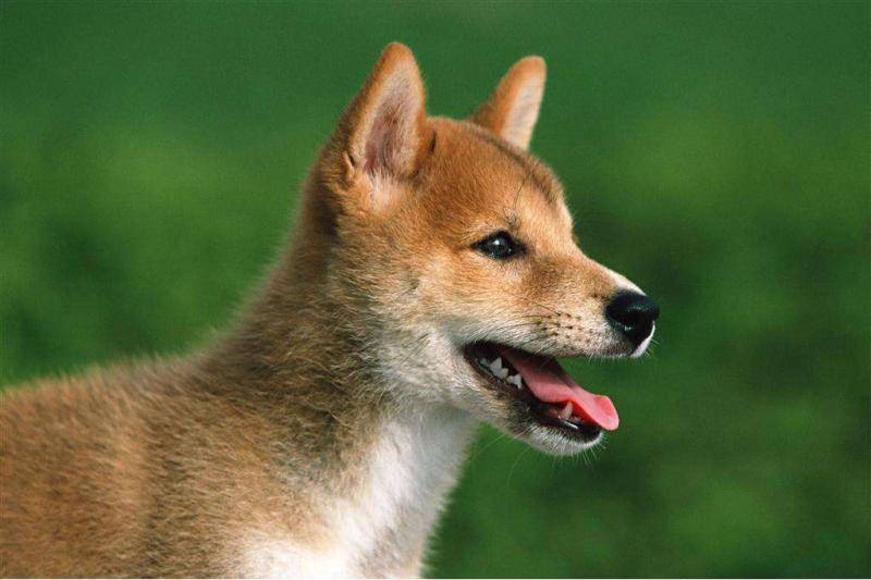 血统证明中华田园犬什么呢样？有几个细节必须再注意(图2)