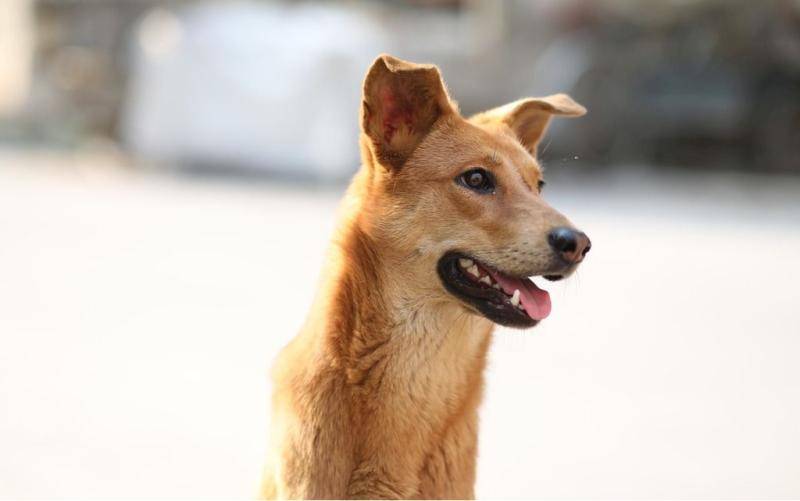 血统证明中华田园犬什么呢样？有几个细节必须再注意(图1)