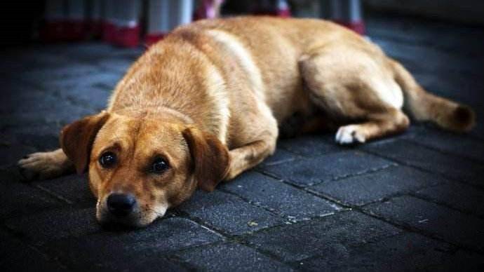 血统证明中华田园犬什么呢样？有几个细节必须再注意(图3)