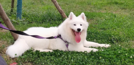 狗狗绝对不会去聊天但也会阐述要求 看一下这七个个人行为(图2)