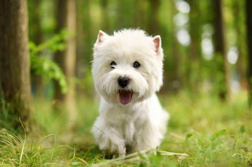 什么呢狗不会掉毛适合家养 来瞧下这几种(图2)