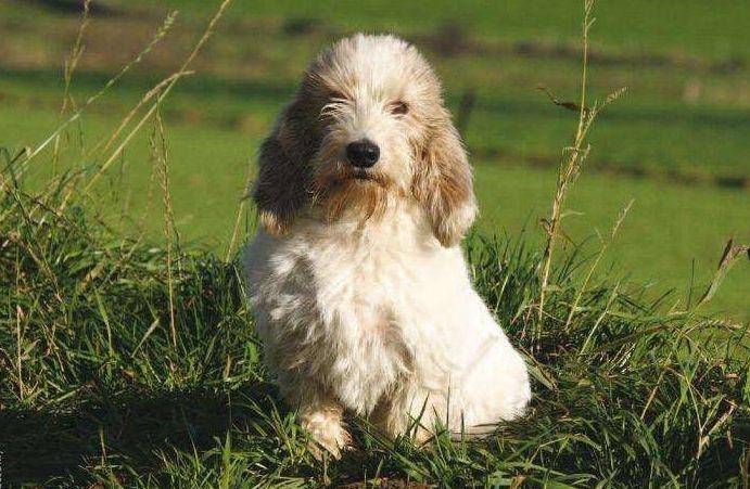 宠物狗有什么呢品种？一些最常见的一种的宠物狗(图2)