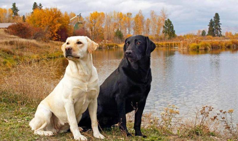 宠物狗有什么呢品种？一些最常见的一种的宠物狗(图4)