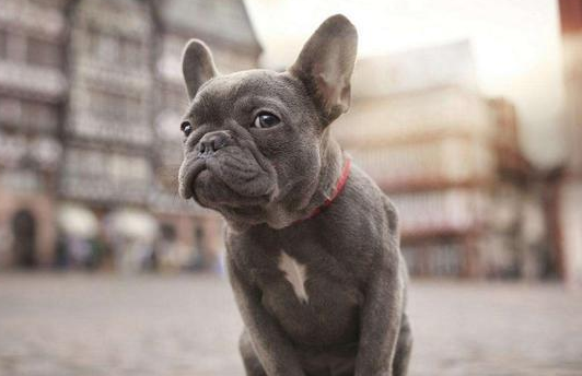 这5种狗天生的魅力可能会有“缺点” 不是那么容易侍候了 好象人没钱买不起！(图2)