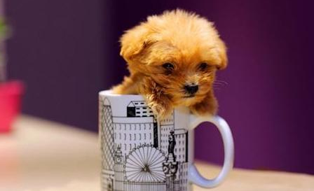 这5种狗天生的魅力可能会有“缺点” 不是那么容易侍候了 好象人没钱买不起！(图1)