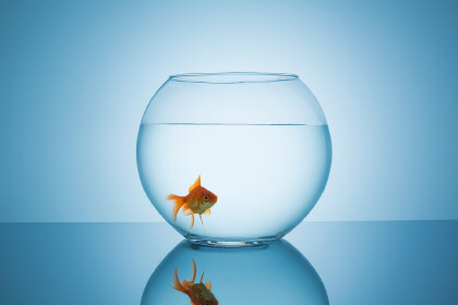 刚买回来的鱼怎么入缸(图1)