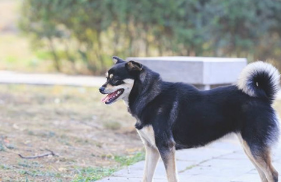 土狗五年来几回例假 土狗来大姨妈周期时间(图1)