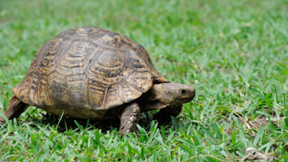 草龟为么经常蜈蚣尖(图1)