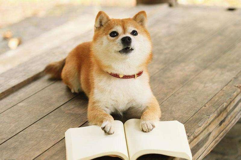 柴犬比较适合家养吗？柴犬的性格特征归纳(图2)