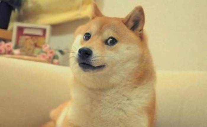 柴犬比较适合家养吗？柴犬的性格特征归纳(图3)