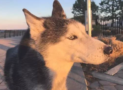 狗儿得了肥大细胞瘤该怎么办啊？(图1)