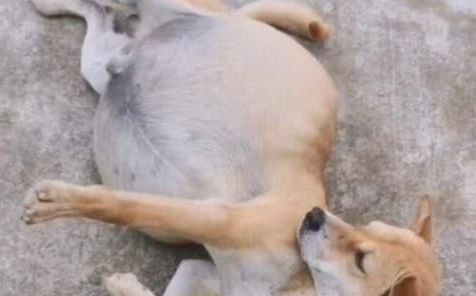 狗儿得了肥大细胞瘤该怎么办啊？(图2)