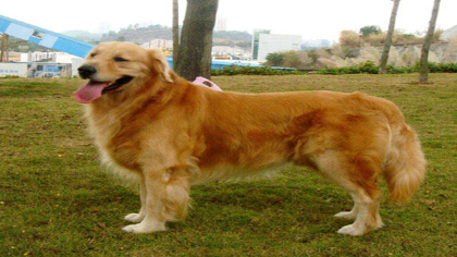 狗皮肤毛囊黑点(图1)