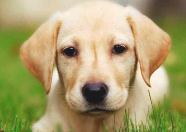 以那样的姿势对狗狗 让养宠物变为一件铁架真有意思的事(图1)