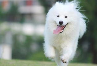 以那样的姿势对狗狗 让养宠物变为一件铁架真有意思的事(图2)