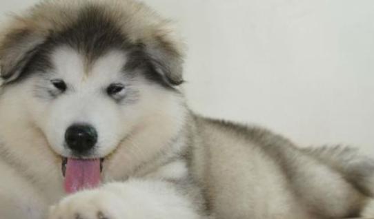 阿拉斯加什么好颜色最贵？这颜色你的确没想到(图1)