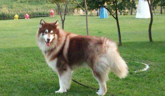 阿拉斯加什么好颜色最贵？这颜色你的确没想到(图3)