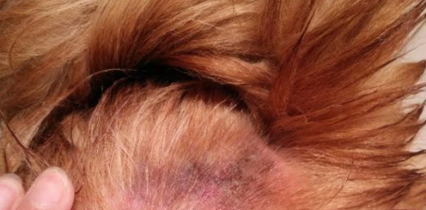 狗狗夏天“肌肤护理”须高度重视让狗狗避兔皮肤痒(图1)