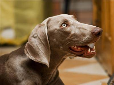 魏玛犬比较适合天天在家养吗？这要看你的喜爱程度(图2)