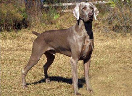 魏玛犬比较适合天天在家养吗？这要看你的喜爱程度(图1)