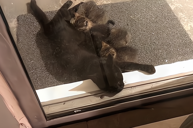 喂了一只流浪猫 它跟着5只小猫上门请求被收留 猫：求您应下它们吧(图3)