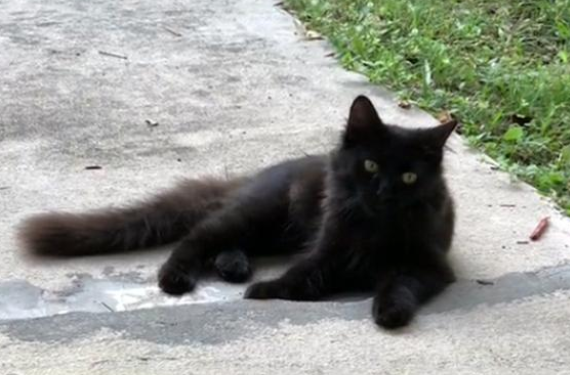 喂了一只流浪猫 它跟着5只小猫上门请求被收留 猫：求您应下它们吧(图2)