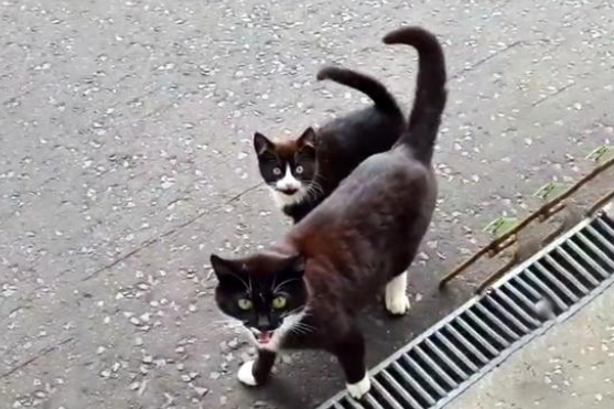 喂了一只流浪猫 它跟着5只小猫上门请求被收留 猫：求您应下它们吧(图1)