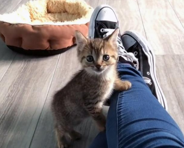 喂了一只流浪猫 它跟着5只小猫上门请求被收留 猫：求您应下它们吧(图4)