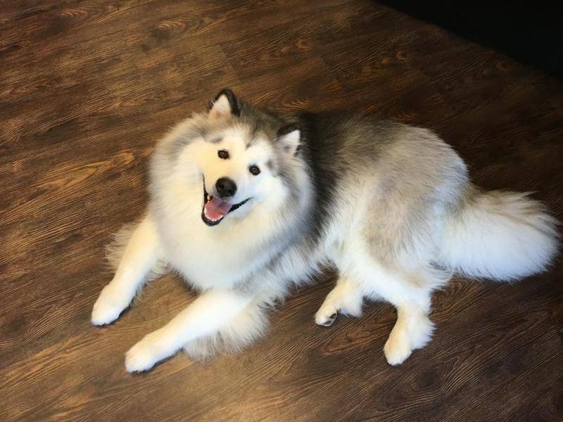 阿拉斯加犬与哈士奇 分清楚能力高低看这里(图3)