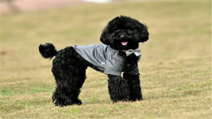 泰迪骨骨折后这个可以自动痊愈吗(图1)