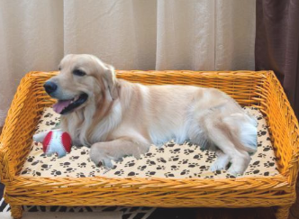 狗狗睡觉时候的地区能看出有真的很爱你 出現结果一种 主人家要警惕了(图2)